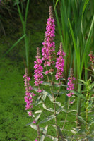 100 Graines de Salicaire, Lythrum Salicaria