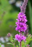 100 Graines de Salicaire, Lythrum Salicaria