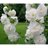 10 Graines de Rose Trémière Blanche, Alcea Rosea Chater's White