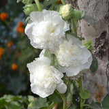 10 Graines de Rose Trémière Blanche, Alcea Rosea Chater's White