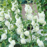 10 Graines de Rose Trémière Blanche, Alcea Rosea Chater's White