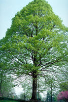 Graines de Tilleul d'Amérique, Tilia Americana