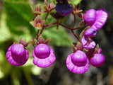 10 graines calceolaria purpurea, Calceolaire