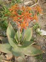 10 Graines d'Aloe Striata d'Afrique du Sud