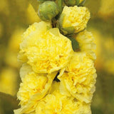 20 Graines de Rose Trémière Double Fleurs Jaune, Alcea rosea