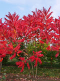 5 Graines de Sumac vinaigrier, Rhus typhina, sumac amaranthe, sumac à bois poilu, vinaigrier, sumac de Virginie ou sumac à queues de renard