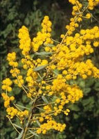 Graines de Mimosa, Acacia Decora