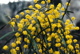 Graines de Mimosa, Acacia Decora