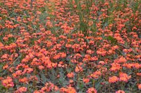 Graines de Vigne corail, Kennedia coccinea