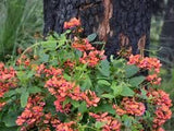 Graines de Vigne corail, Kennedia coccinea