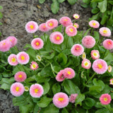 50 Graines de Pâquerette, Bellis Perennis Monstrosa