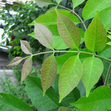 10 Graines de Frêne blanc, Fraxinus americana, Frêne d'Amérique, Franc Frêne