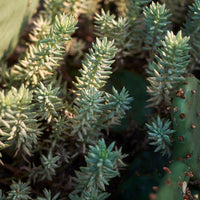 30 Graines Sedum reflexum, Orpin réfléchi