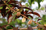 Graines de Pêcher à Feuilles Pourpres, Prunus Persica Rubira