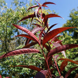 Graines de Pêcher à Feuilles Pourpres, Prunus Persica Rubira