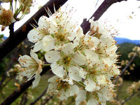 Graines de Prunier Saint Julien, Prunus Domestica Saint Julien