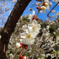 Graines de Prunier Saint Julien, Prunus Domestica Saint Julien