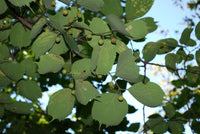 Graines Celtis Koraiensis, Micocoulier de Corée