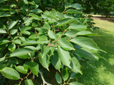 Graines Celtis Koraiensis, Micocoulier de Corée