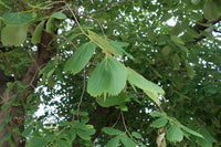 Graines Celtis Koraiensis, Micocoulier de Corée