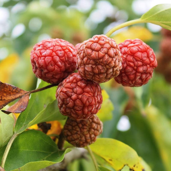 Graines Maclura Tricuspidata, Cudranier de Chine, Cudrang