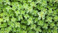 30 Graines Sedum Spurium Summer Glory