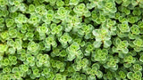 30 Graines Sedum Spurium Summer Glory