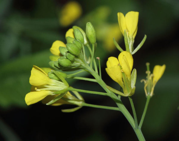 Graines de Moutarde Brune, Brassica Juncea, Moutarde Chinoise, Moutarde de Sarepta, Moutarde Indienne