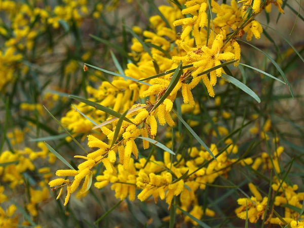 Graines de Mimosa, Acacia floribunda