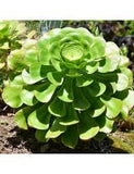 100 Graines d'Aeonium undulatum, Plante Grasse