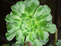 100 Graines d'Aeonium undulatum, Plante Grasse