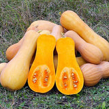 20 Graines de Courge Musquée Waltham Butternut, Cucurbita Moschata