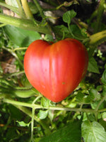 20 Graines de Tomate "Coeur de Boeuf", Solanum Lypersicum