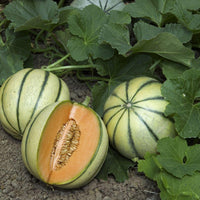 30 Graines de Melon Charentais, Cucumis Melo