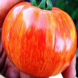 20 Graines de Tomate Tigerella