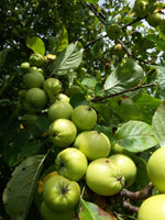 Rare 20 Graines de Pommier Sauvage, Malus Sieversii, Pommier du Kazakhstan