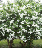 Graines de Viburnum Opulus, Viorne Obier