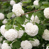 Graines de Viburnum Opulus, Viorne Obier