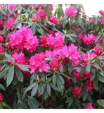 Graines de Rhododendron arboreum