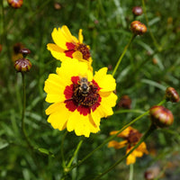 100 Graines Coreopsis Tinctoria, Coréopsis des Teinturiers