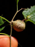 Graines Celtis laevigata, Micocoulier du Mississippi