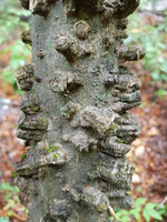 Graines Celtis laevigata, Micocoulier du Mississippi