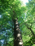 Graines Celtis laevigata, Micocoulier du Mississippi