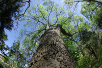 Graines Celtis laevigata, Micocoulier du Mississippi