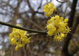 Graines de Cornouiller Mâle Cornus Mas Cornelian Cherry