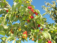 Graines de Cornouiller Mâle Cornus Mas Cornelian Cherry