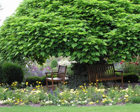 Graines Southern Catalpa, Cigartree, Indian-bean-tree