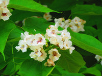 Graines Southern Catalpa, Cigartree, Indian-bean-tree