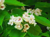 Graines Southern Catalpa, Cigartree, Indian-bean-tree