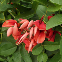 Graines Erythrina berteroana